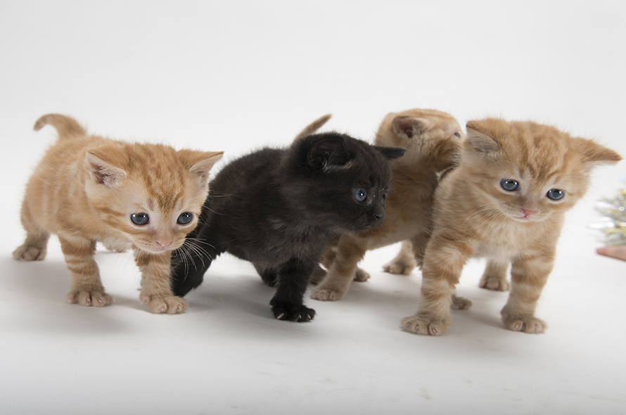 Group of ginger and black kittens