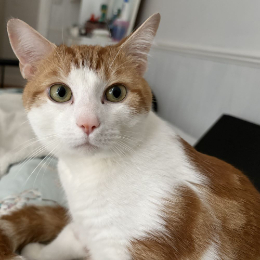 GINGER