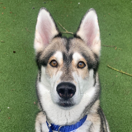 DELILAH