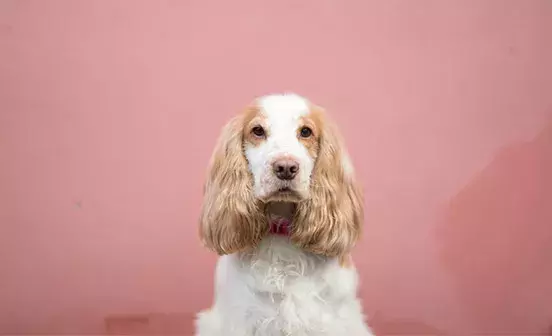 Search dog advice