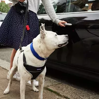 Search dog advice