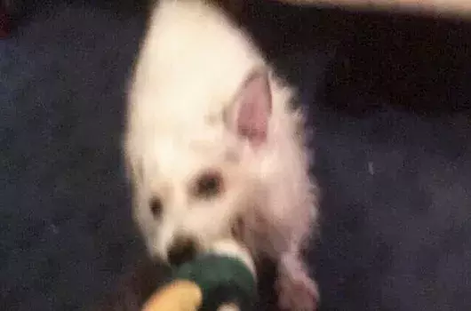 Pet Memorials