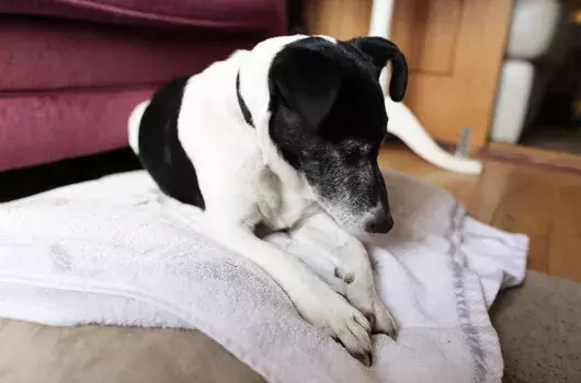 Pet Memorials