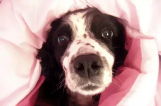 Pet Memorials