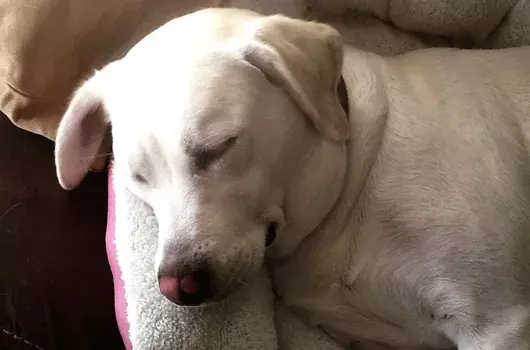 Pet Memorials