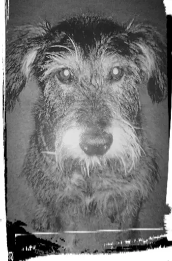 Pet Memorials