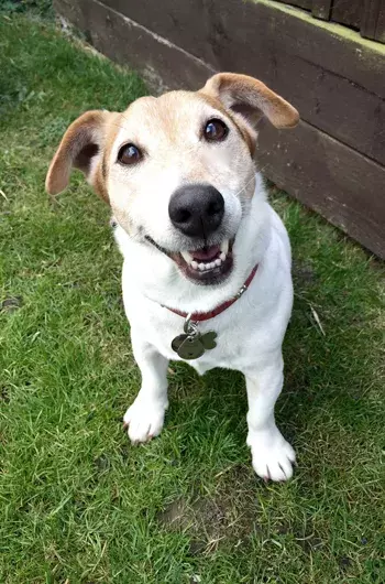 Pet Memorials