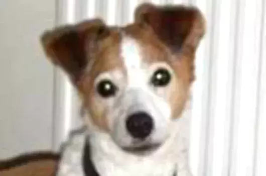 Pet Memorials