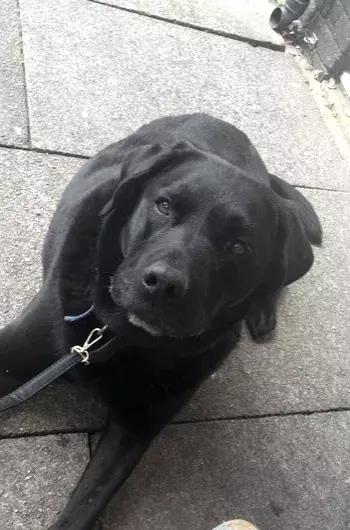 Pet Memorials