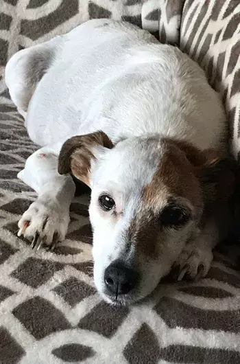 Pet Memorials