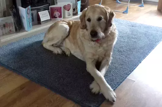 Pet Memorials