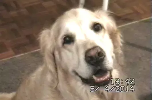 Pet Memorials