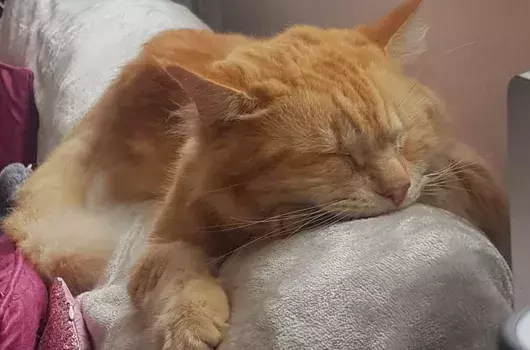 Pet Memorials