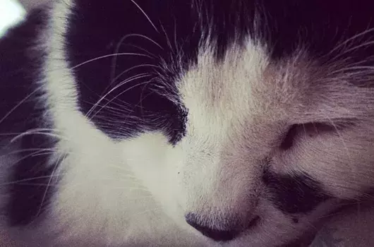 Pet Memorials
