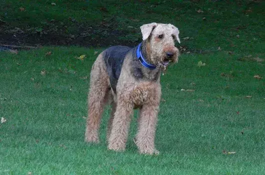 Pet Memorials