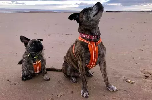 Pet Memorials