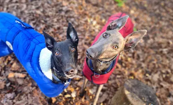 Arnie and Cassie: A bond like no other