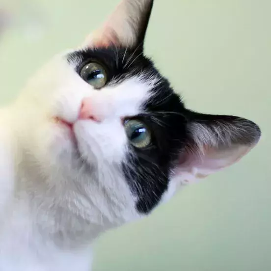 Search cat advice