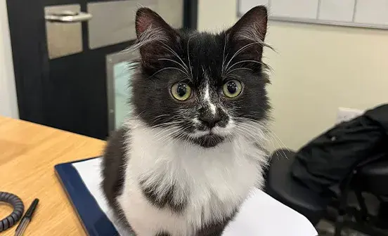 Black and white kitten sat on desk