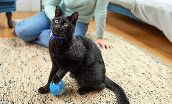 Black cat playing with ball on a rug
