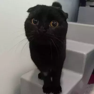 Lovebug's Story