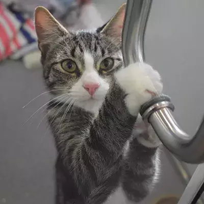 Zeke's Story