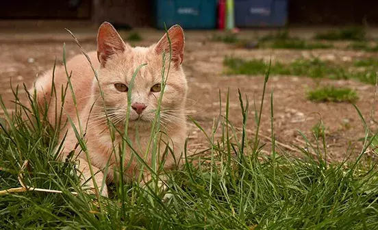 Search cat advice