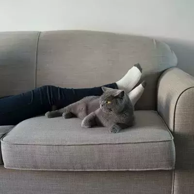 Search cat advice