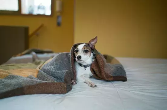 Help my dog through fireworks