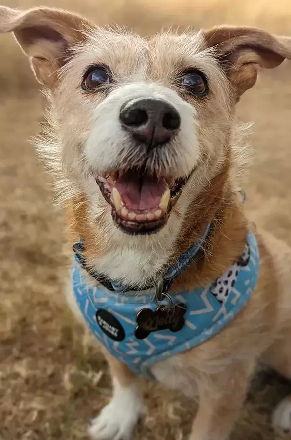 Pet Memorials