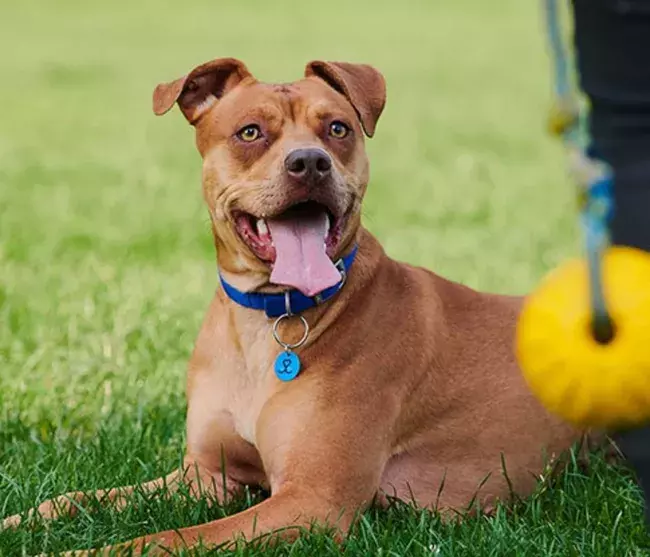 Nala's Story