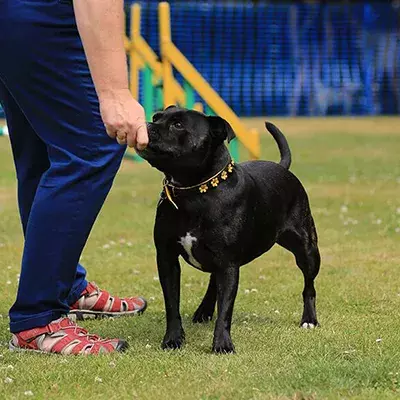 Search dog advice