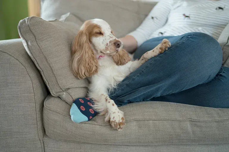 Spaniel asleep upright on the sofa 