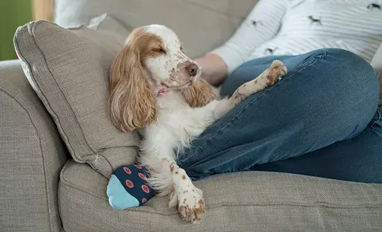 Spaniel asleep upright on the sofa 